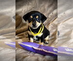 Small #7 Rat Terrier