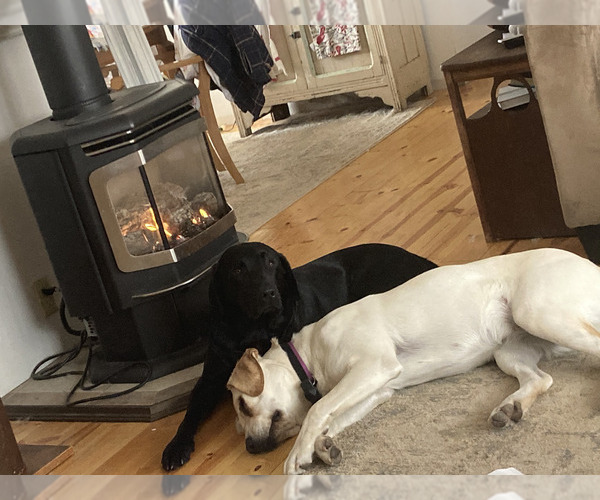 Medium Photo #1 Labrador Retriever Puppy For Sale in BREWSTER, WA, USA