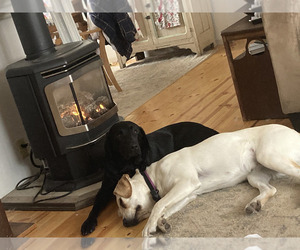 Mother of the Labrador Retriever puppies born on 10/17/2025