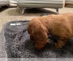 Small Photo #4 Dachshund Puppy For Sale in TERRELL, TX, USA