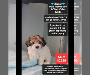Morkie Poo (Toy) Puppy for sale in TUCSON, AZ, USA