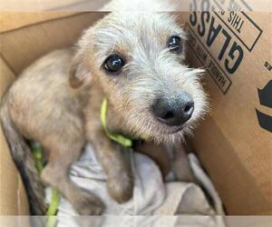 Mutt Dogs for adoption in San Antonio, TX, USA