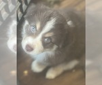 Puppy Red Miniature Australian Shepherd