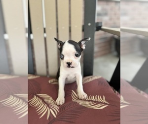 Boston Terrier Puppy for sale in BREMEN, IN, USA