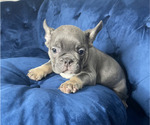 Small Photo #3 French Bulldog Puppy For Sale in CHICAGO, IL, USA