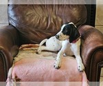 Small Photo #44 German Shorthaired Pointer Puppy For Sale in MCKINNEY, TX, USA
