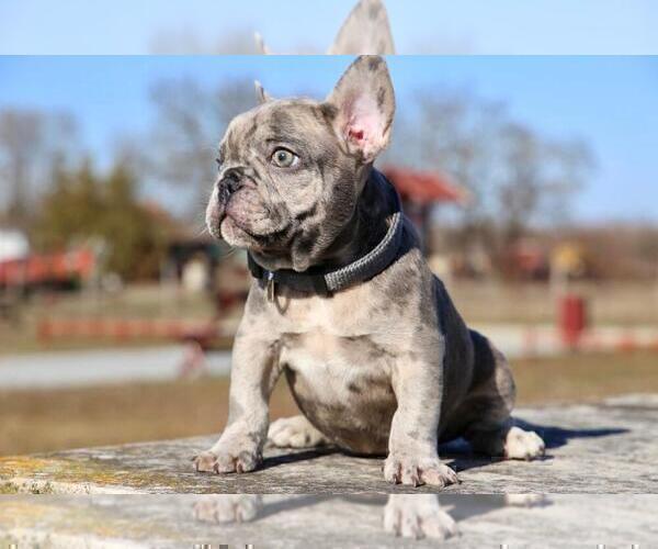 Medium Photo #1 French Bulldog Puppy For Sale in ERIAL, NJ, USA