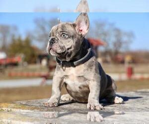 French Bulldog Puppy for Sale in ERIAL, New Jersey USA