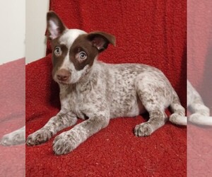 Australian Cattle Dog Puppy for sale in LAURENS, SC, USA