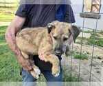 Puppy Puppy 5 Irish Wolfhound