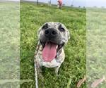 Small #2 American Staffordshire Terrier
