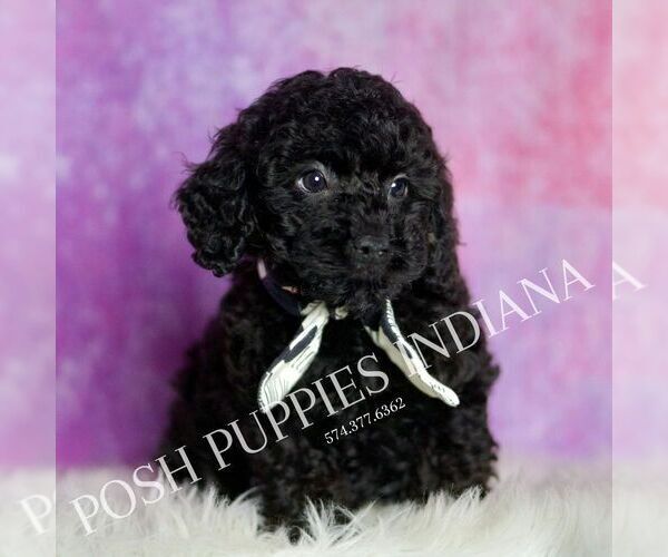Medium Photo #90 Poodle (Miniature) Puppy For Sale in WARSAW, IN, USA