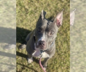 Mother of the American Staffordshire Terrier puppies born on 03/27/2025