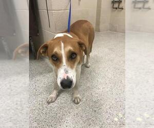 Labrador Retriever-Unknown Mix Dogs for adoption in Conroe, TX, USA