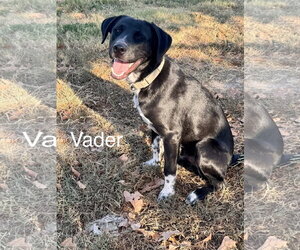 Vader Dot *LOCAL* - Male Labrador Retriever-Unknown Mix Dog for Adoption - Photo #6