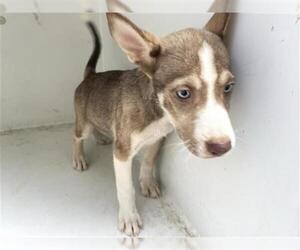 - Mix Dogs for adoption in Houston, TX, USA