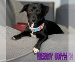 Small Photo #6 Dachshund-Unknown Mix Puppy For Sale in San Antonio, TX, USA