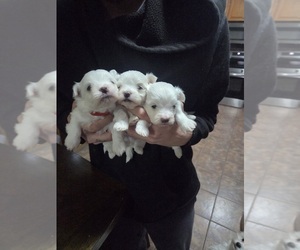 Cirneco Dell' Etna Puppy for sale in WATERBURY, CT, USA