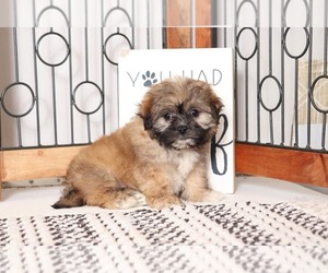 Shorkie Tzu Puppy for sale in NAPLES, FL, USA