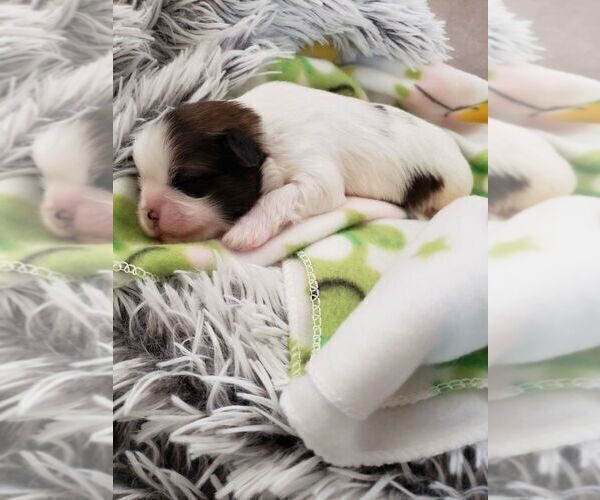 Medium Photo #11 Shih Tzu Puppy For Sale in MISSION VIEJO, CA, USA