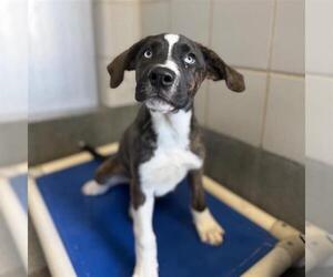 Siberian Husky-Unknown Mix Dogs for adoption in San Antonio, TX, USA