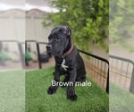 Puppy Brown collar Cane Corso