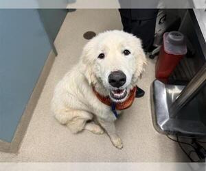 Labrador Retriever-Unknown Mix Dogs for adoption in Woodbury, NY, USA