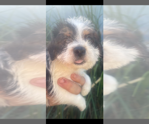 Maltipoo (Miniature)-Mauzer Mix Dog for Adoption in VENETA, Oregon USA