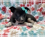 Small Photo #7 Australian Cattle Dog-Border Collie Mix Puppy For Sale in LAKELAND, FL, USA