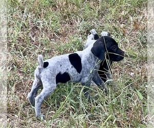 German Shorthaired Pointer Puppy for sale in WARSAW, NC, USA