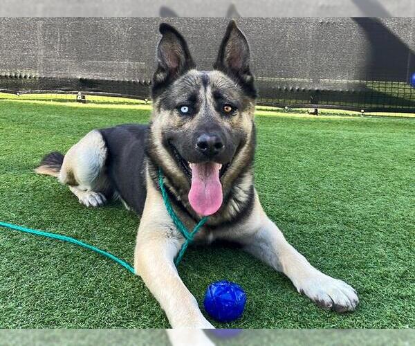 Medium Photo #2 German Shepherd Dog-Unknown Mix Puppy For Sale in Orange, CA, USA