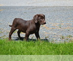 Small Photo #29 Labrador Retriever Puppy For Sale in GREENWOOD, WI, USA