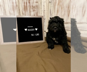Bernedoodle Puppy for sale in BLAIRSBURG, IA, USA