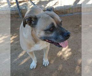 Diesel - - Male American Staffordshire Terrier-Boxer Mix Dog for Adoption - Photo #5