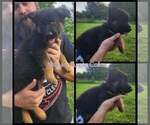 Small Photo #29 German Shepherd Dog Puppy For Sale in LYNCH STATION, VA, USA