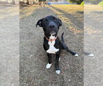 Small #3 Mutt