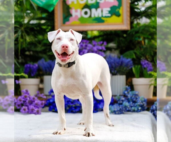 Medium Photo #2 Mutt Puppy For Sale in Brooklyn Center, MN, USA