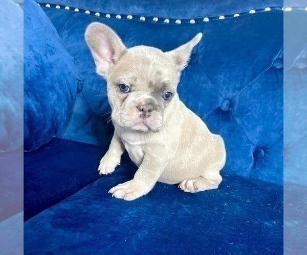 Medium Photo #9 French Bulldog Puppy For Sale in CINCINNATI, OH, USA