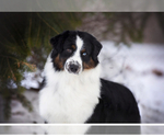 Small Photo #1 Australian Shepherd Puppy For Sale in NILES, MI, USA