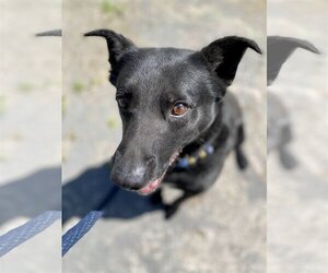 Rocky - Male German Shepherd Dog-Unknown Mix Dog for Adoption - Photo #3