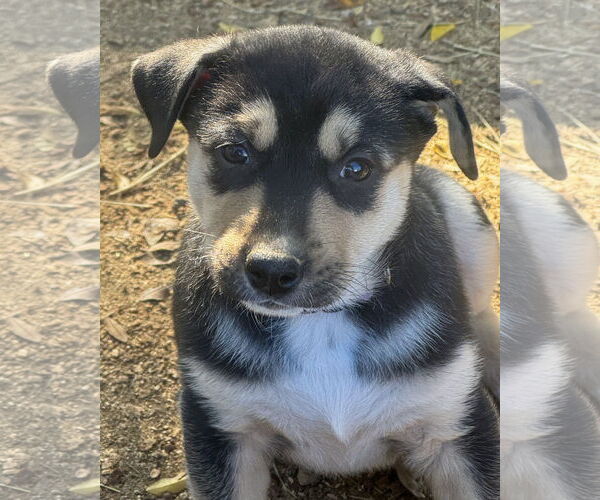 Medium Photo #2 Gerberian Shepsky Puppy For Sale in Corona, CA, USA