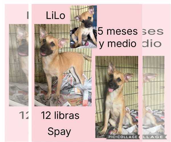 Medium Photo #2 Shiba Inu-Unknown Mix Puppy For Sale in Virginia Beach, VA, USA