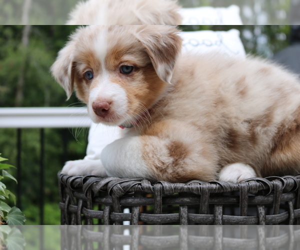Medium Photo #3 Australian Shepherd Puppy For Sale in HANOVER, MD, USA