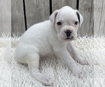 Image preview for Ad Listing. Nickname: AKC Charlotte