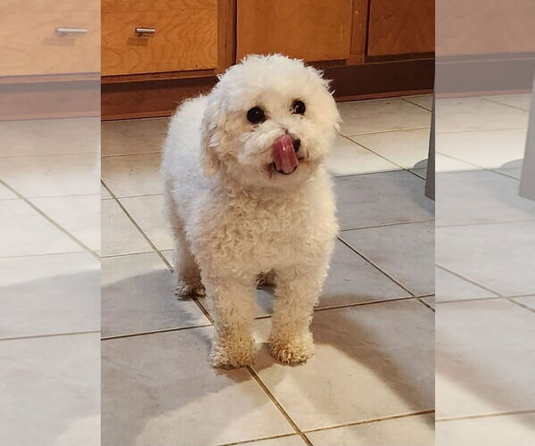 Medium Photo #1 Bichon Frise Puppy For Sale in Alexandria, KY, USA