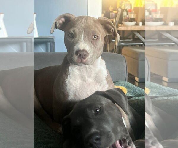 Medium Photo #1 American Pit Bull Terrier-Unknown Mix Puppy For Sale in Germantown, OH, USA
