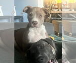 Small American Pit Bull Terrier Mix