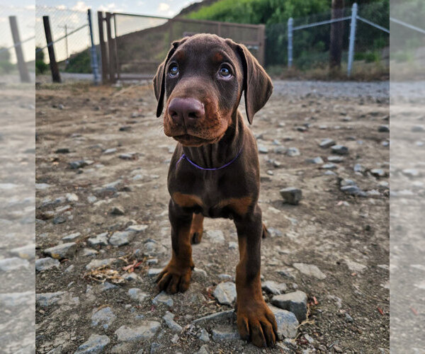 Medium Photo #69 Doberman Pinscher Puppy For Sale in FORT LAUDERDALE, FL, USA