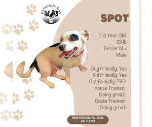 Mutt Dogs for adoption in New Oxford , PA, USA