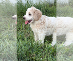 Puppy Vanilla Irish Doodle